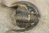 Diademaproetus Trilobite - Foum Zguid, Morocco #363128-1
